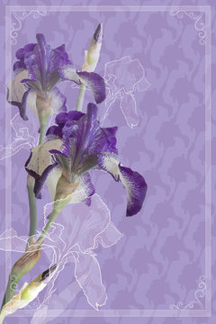 Bouquet of irises on a purple background, the pattern of the iris