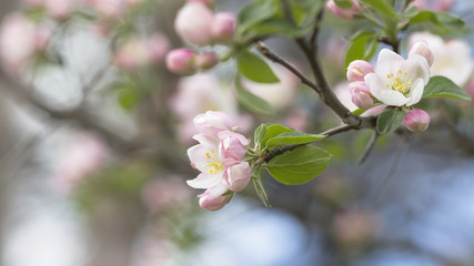 branch of apple blossoms colorful spring soft background
