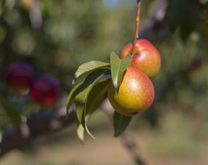 peach and leaves