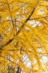 Autumn yellow larch tree