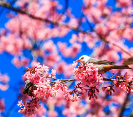 Cherry Blossom or Sakura with White-headed Bulbul