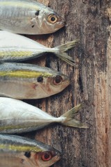 Fresh raw fish