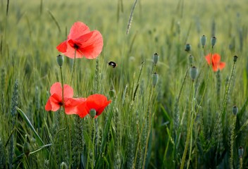 Obraz premium Bourdon volant près de coquelicots et blé