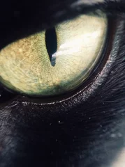  cat's eye © alicemaze