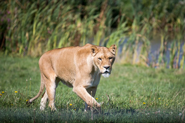 Female Lion