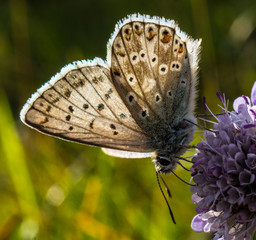 Papillon sur une fleur violette en contre jour