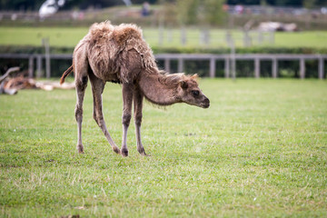 Fototapeta premium Camel