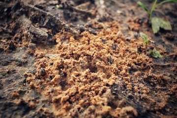 Ants nest