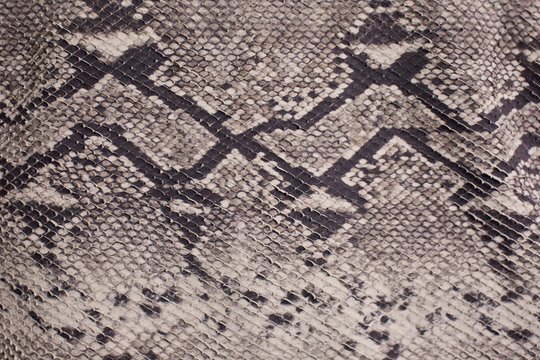 Seamless texture background brown snake leather