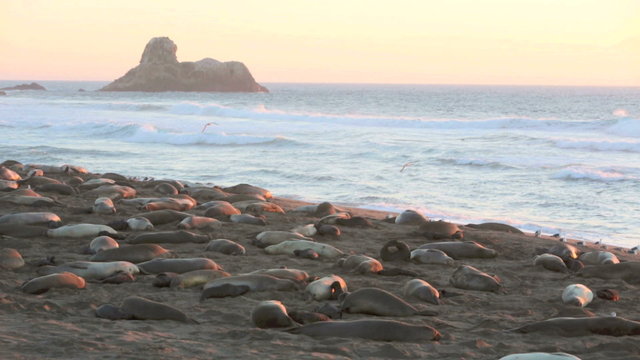 sea lions on the beach in California
