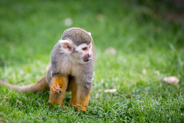 Squirrel Monkey