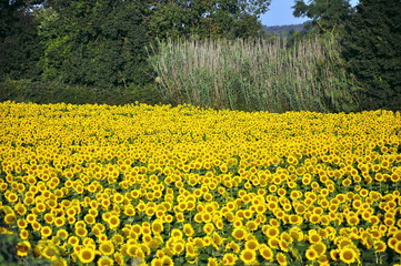 Obraz premium Campagna Umbra - I girasoli