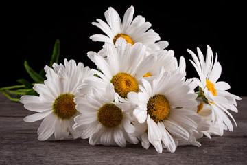 Obraz premium Leucanthemum vulgare on a wooden table, isolated on a black background
