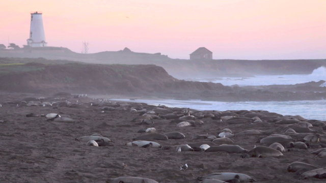 sea lions on the beach with lighthouse in the background in California 