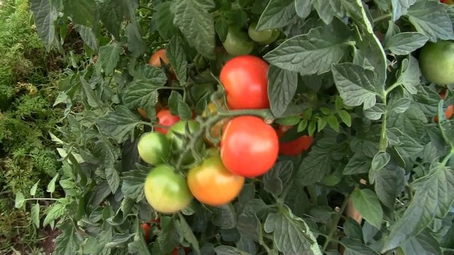 Grappolo di pomodori pachini-cluster of cherry tomatoes
