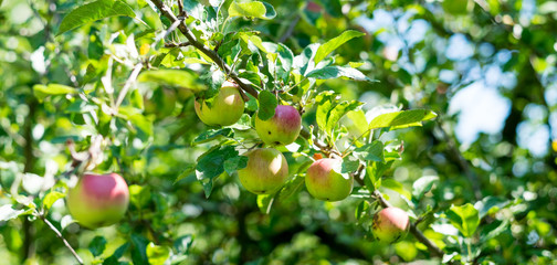 Apfelbaum mit Äpfeln