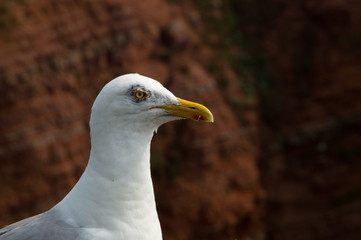 Möwe