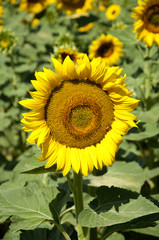 Fototapeta premium sunflower crocheted