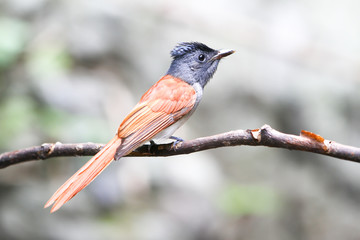 asian paradise flycatcher on the branch