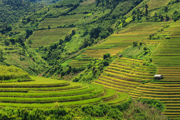 Rice terraces