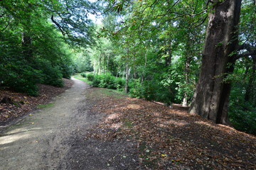 A tree lined area of a park in Surrey in Summer