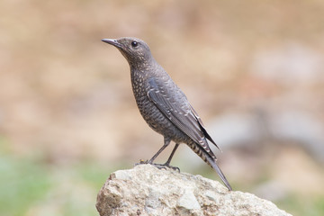 Blue rock thrush on rock