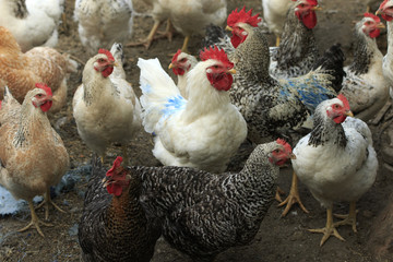 Chickens in the yard