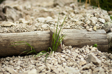 Leaves grown up from a mountain path step
