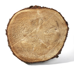 Sezione di tronco d'albero
