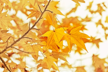 Naklejka na ściany i meble Autumn - autumn leaves