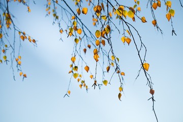 Autumn.