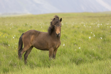 Obraz premium Iceland, Horse, Meadow