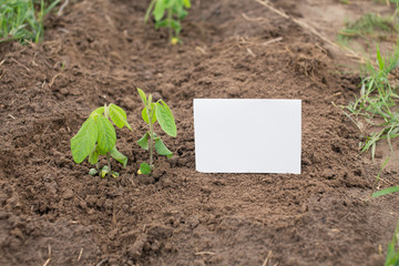 Young soya plant on a farm. Organic soybean seedlings in a garden. Plain white name tag next to the plant. Organic gardening in summer.