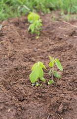 Young soya plants on a farm. Organic soybean seedlings in a garden. Organic gardening in summer.