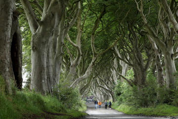 Baumallee Dark Hedges in Irland