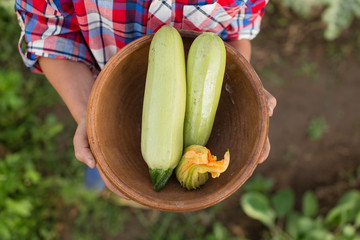 Bowl with freshly picked zucchini in boy’s hands. Kids gardening. Organic farming and gardening. Vegetarian and raw food. Healthy lifestyle.