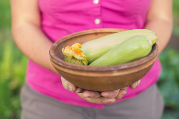 Bowl with freshly picked zucchini in gardener’s hands. Organic farming and gardening. Vegetarian and raw food. Healthy lifestyle.