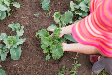 Farmer caring for young kale and cabbage plants. Gardener weeding cabbage bed and mulching plants. Gardening in summer.