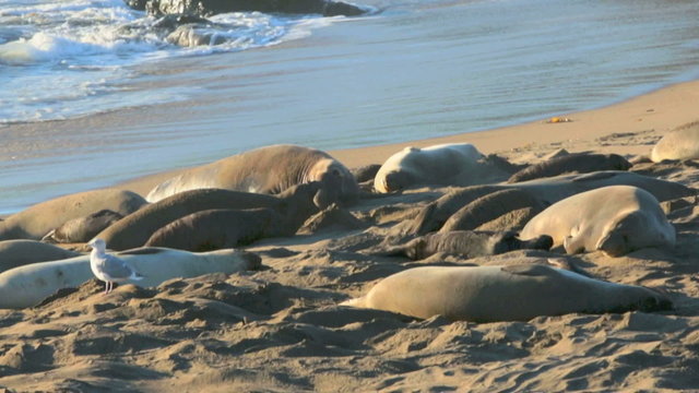 sea lions on the beach in California 