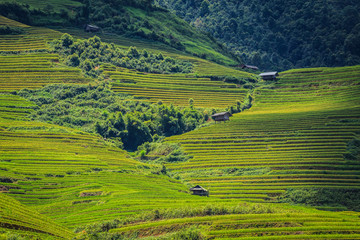 Rice terraces