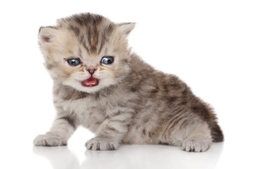 Fototapeta na wymiar Persian kitten on white background