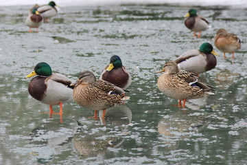 Mallard Ducks (Anas platyrhynchos) relaxing in pond
