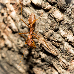 Red ant.