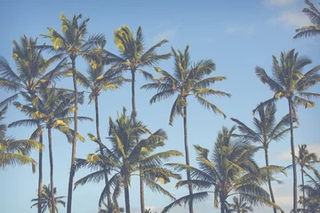 Foto op Plexiglas Palmboom Vintage toned picture of palms silhouettes against sunrise.