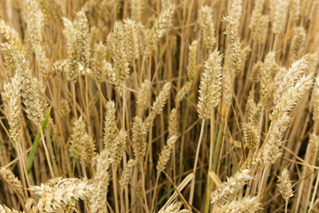 grain fields ripening