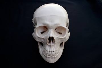 Skull Anatomy © jodieadams