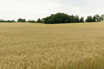 grain fields ripening