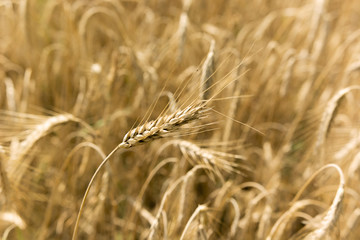 ripened barley field