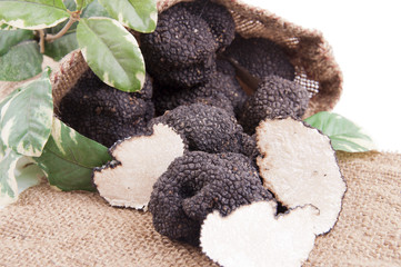 Freshly harvested black truffle