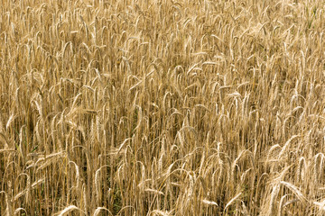 ripened barley field